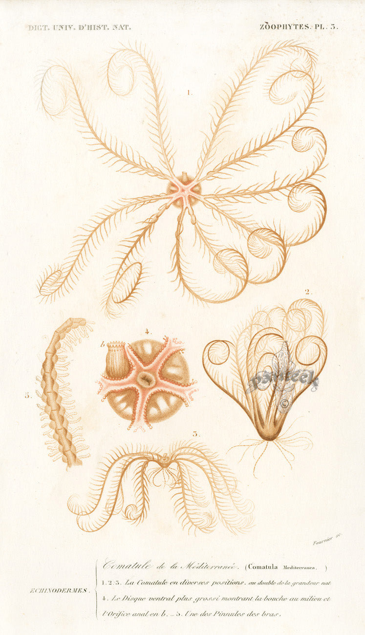 Dictionnaire Universel Histoire Naturelle Comatula