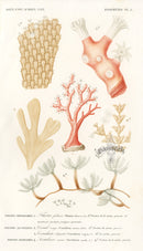 Dictionnaire Universel Histoire Naturelle Corallium - Panteek Antique Prints