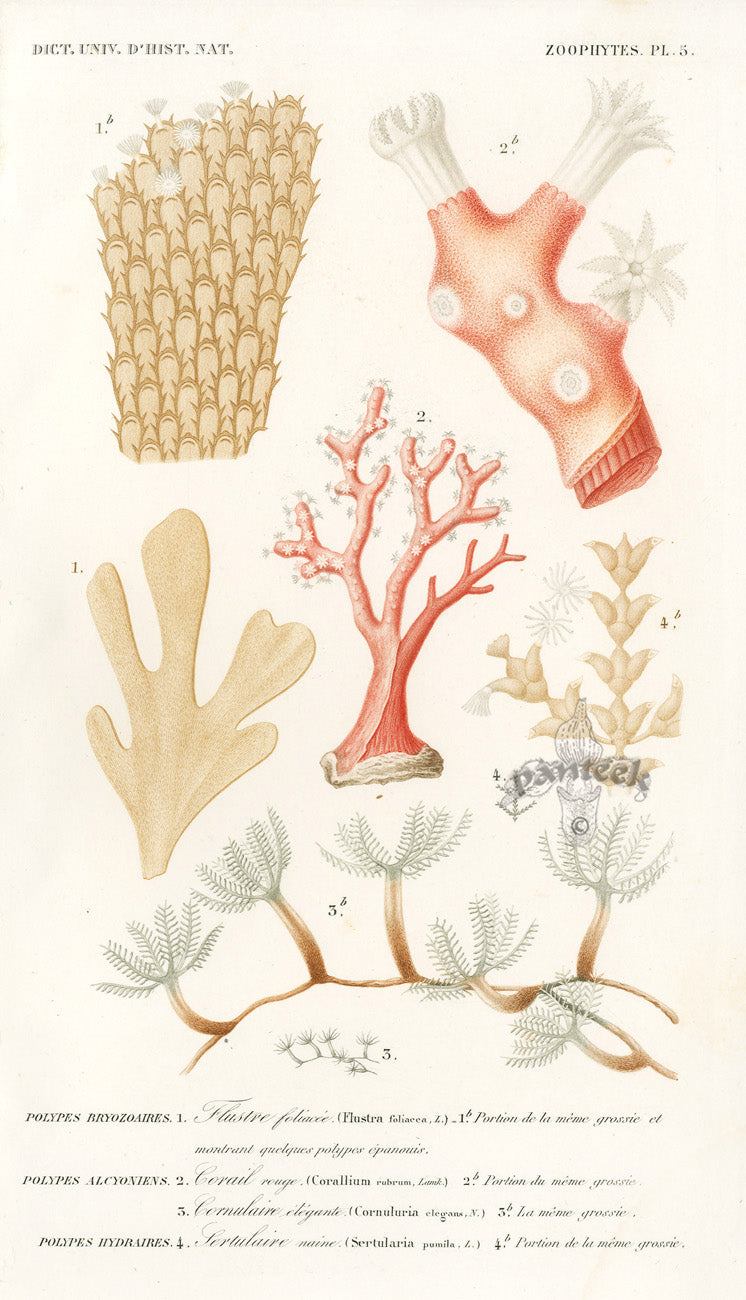 Dictionnaire Universel Histoire Naturelle Corallium