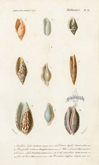 Dictionnaire Universel Histoire Naturelle Cypraea Shells - Panteek Antique Prints