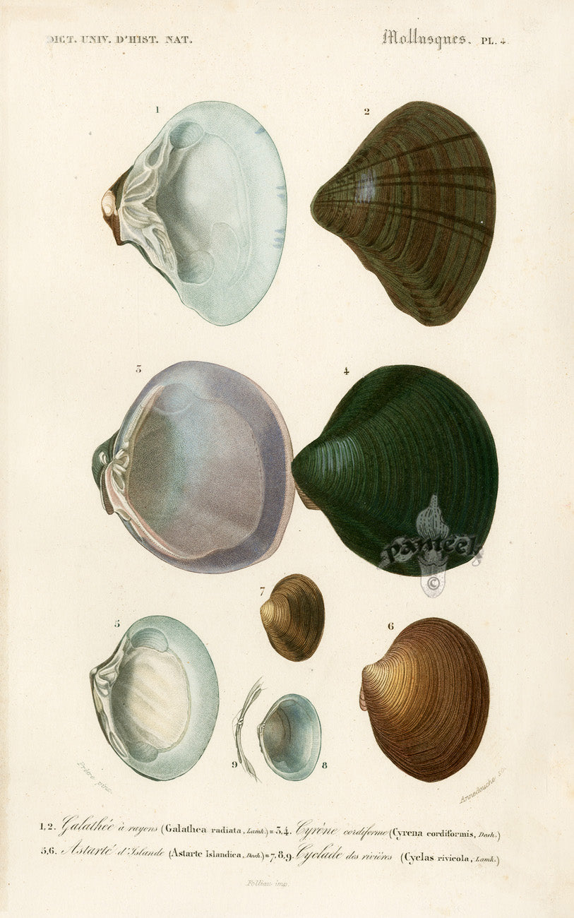 Dictionnaire Universel Histoire Naturelle Cyrena Shells