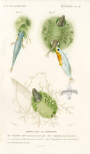 Dictionnaire Universel Histoire Naturelle Epinoche Fish - Panteek Antique Prints