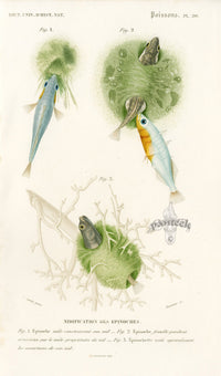 Dictionnaire Universel Histoire Naturelle Epinoche Fish - Panteek Antique Prints