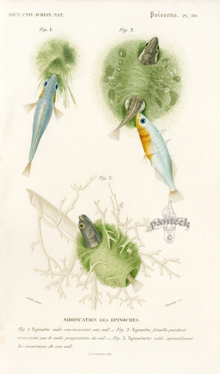 Dictionnaire Universel Histoire Naturelle Epinoche Fish