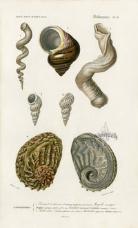 Dictionnaire Universel Histoire Naturelle Haliotis Shells - Panteek Antique Prints