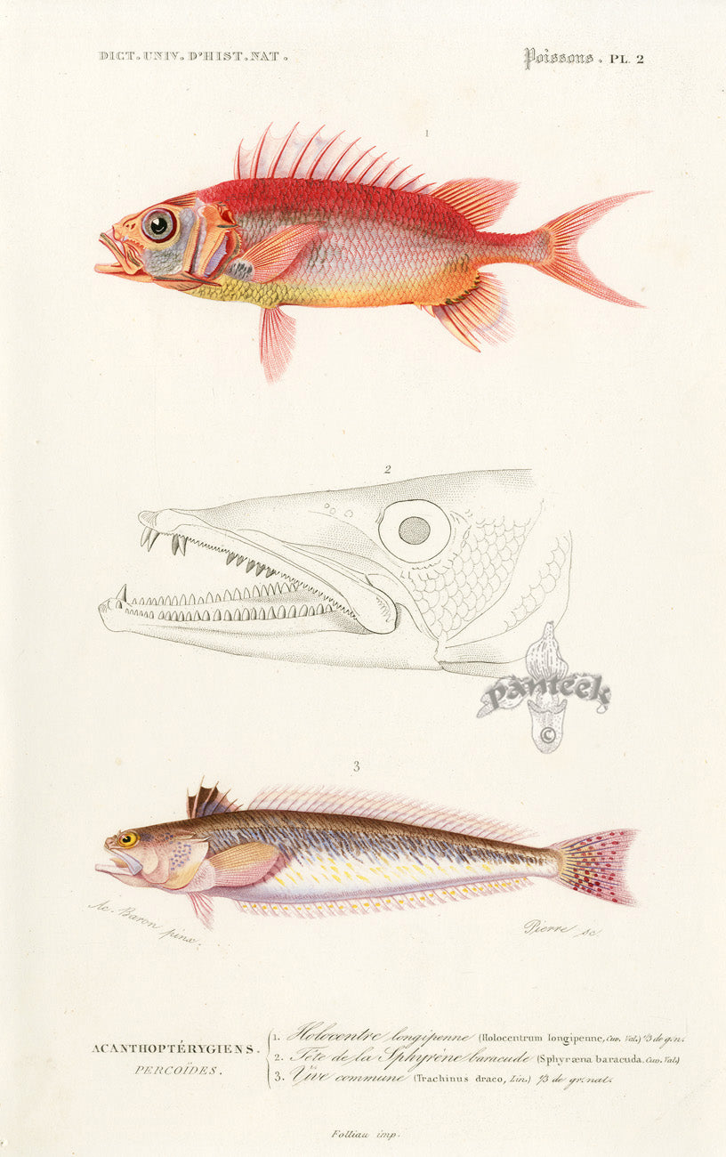 Dictionnaire Universel Histoire Naturelle Holocentrum Fish