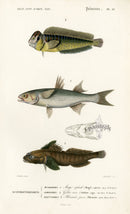 Dictionnaire Universel Histoire Naturelle Mugil Fish - Panteek Antique Prints