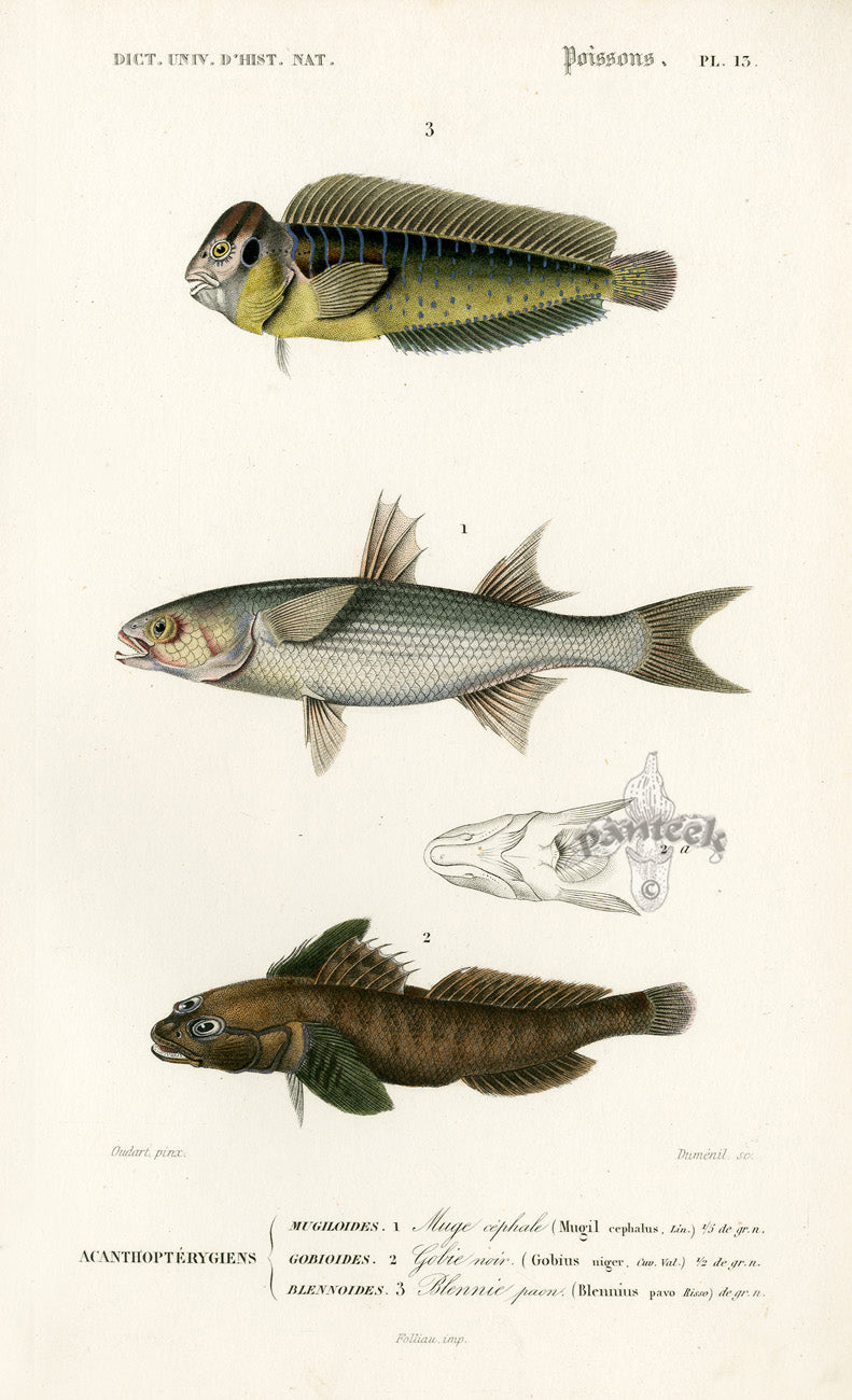 Dictionnaire Universel Histoire Naturelle Mugil Fish