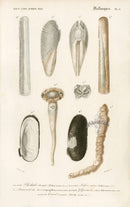 Dictionnaire Universel Histoire Naturelle Pholas - Panteek Antique Prints