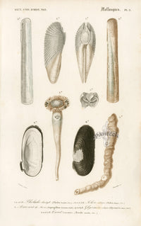Dictionnaire Universel Histoire Naturelle Pholas - Panteek Antique Prints