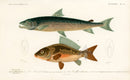 Dictionnaire Universel Histoire Naturelle Salmo Fish - Panteek Antique Prints