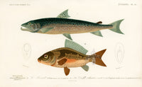 Dictionnaire Universel Histoire Naturelle Salmo Fish - Panteek Antique Prints