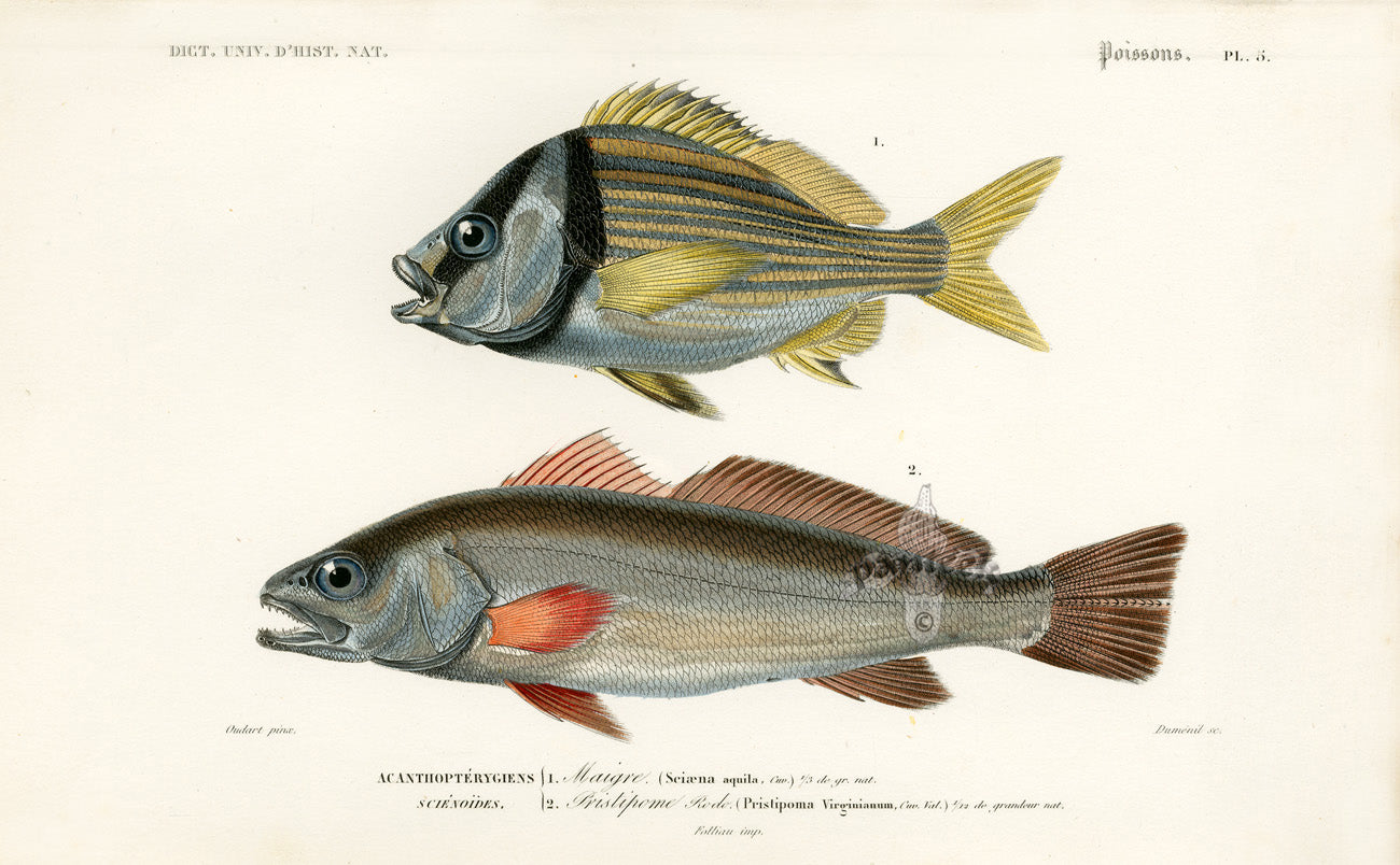Dictionnaire Universel Histoire Naturelle Seiaena Fish
