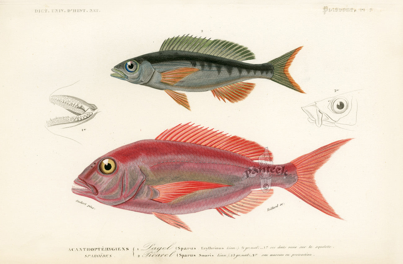 Dictionnaire Universel Histoire Naturelle Sparus Fish
