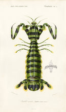 Dictionnaire Universel Histoire Naturelle Squilla - Panteek Antique Prints