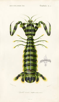 Dictionnaire Universel Histoire Naturelle Squilla - Panteek Antique Prints