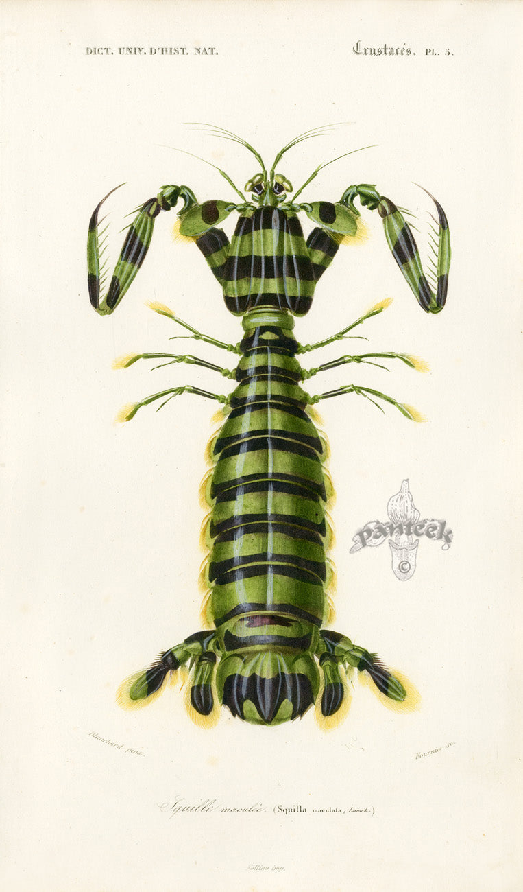 Dictionnaire Universel Histoire Naturelle Squilla