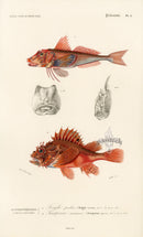 Dictionnaire Universel Histoire Naturelle Trigla Fish - Panteek Antique Prints