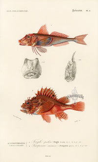 Dictionnaire Universel Histoire Naturelle Trigla Fish - Panteek Antique Prints