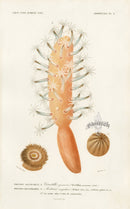 Dictionnaire Universel Histoire Naturelle Veretillum - Panteek Antique Prints