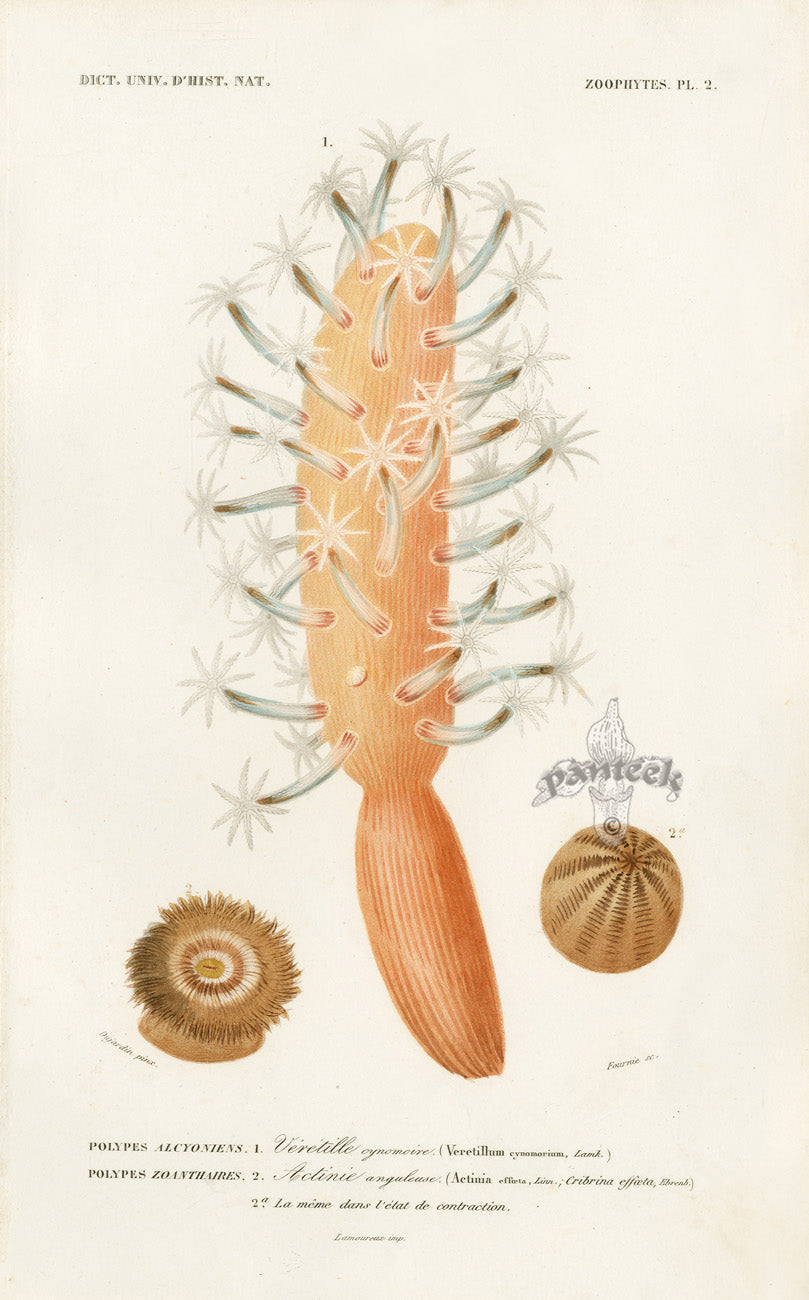 Dictionnaire Universel Histoire Naturelle Veretillum