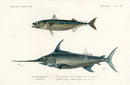 Dictionnaire Universel Histoire Naturelle Xiphias Fish - Panteek Antique Prints