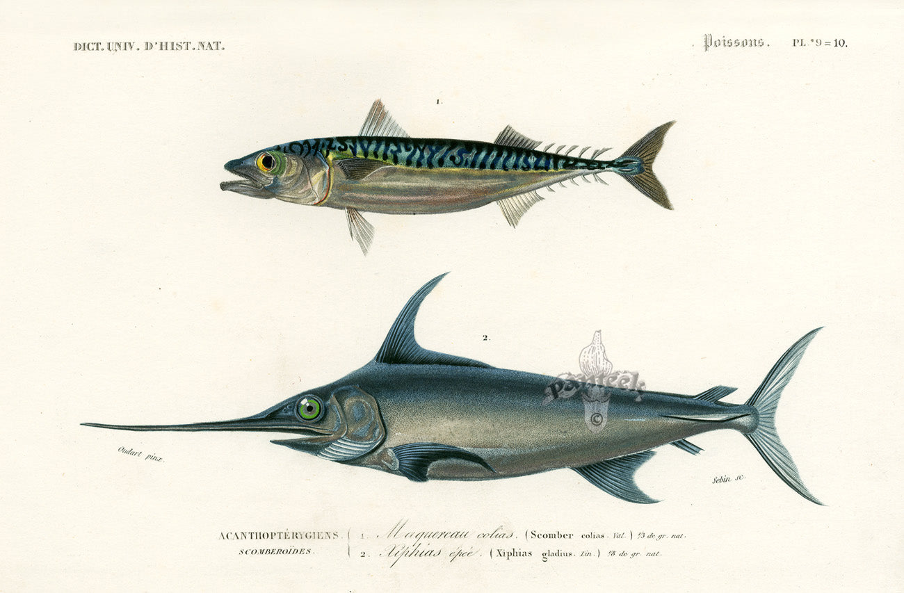 Dictionnaire Universel Histoire Naturelle Xiphias Fish