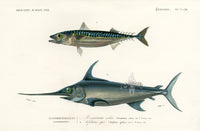 Dictionnaire Universel Histoire Naturelle Xiphias Fish - Panteek Antique Prints