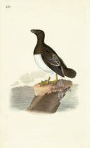 Donovan British Birds Original Alca Alle - Panteek Antique Prints