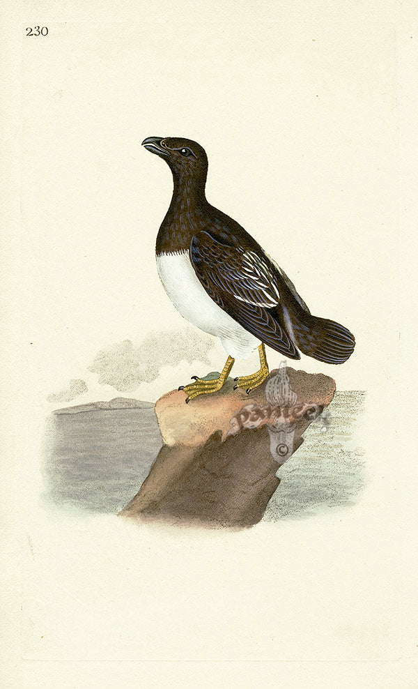 Donovan British Birds Original Alca Alle