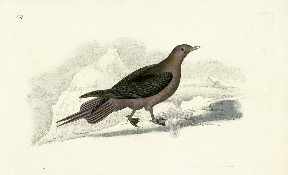 Donovan British Birds Original Arctic Gull