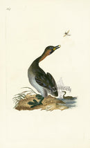 Donovan British Birds Original Black-Chin Grebe - Panteek Antique Prints