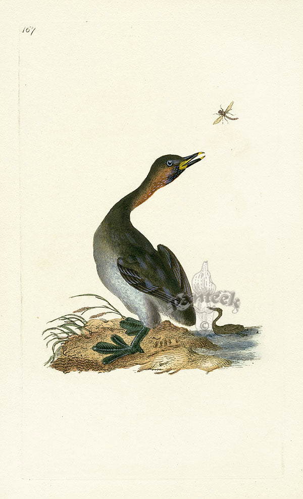 Donovan British Birds Original Black-Chin Grebe
