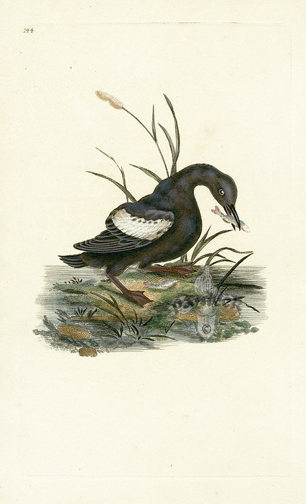 Donovan British Birds Original Black Guillemot