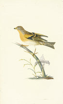 Donovan British Birds Original Brambling - Panteek Antique Prints
