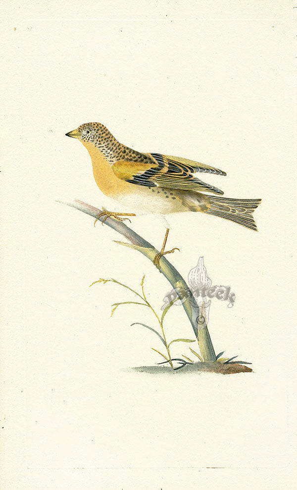 Donovan British Birds Original Brambling