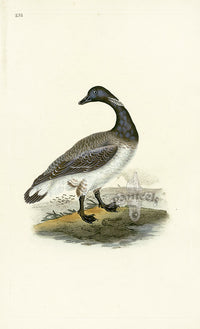 Donovan British Birds Original Brent Goose - Panteek Antique Prints