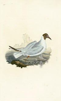 Donovan British Birds Original Brown-headed Gull - Panteek Antique Prints