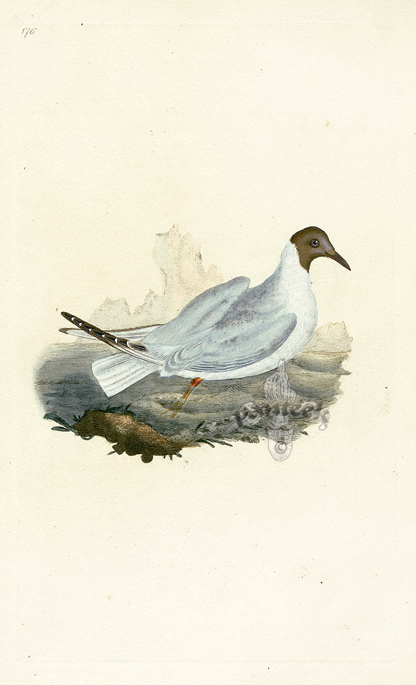 Donovan British Birds Original Brown-headed Gull
