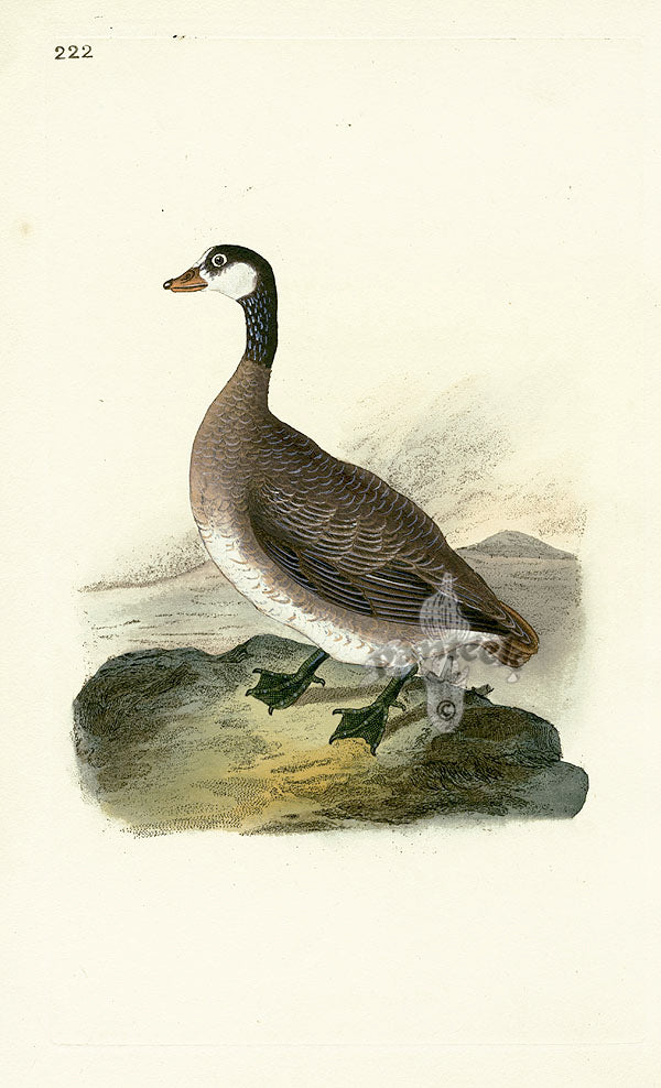 Donovan British Birds Original Canada Goose