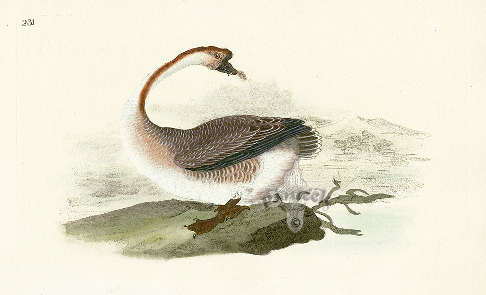 Donovan British Birds Original Chinese Goose