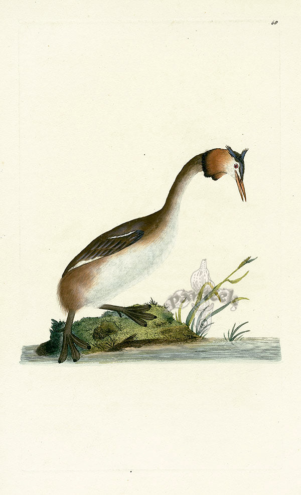 Donovan British Birds Original Crested Grebe