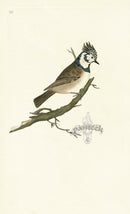 Donovan British Birds Original Crested Titmouse - Panteek Antique Prints
