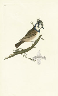 Donovan British Birds Original Crested Titmouse - Panteek Antique Prints