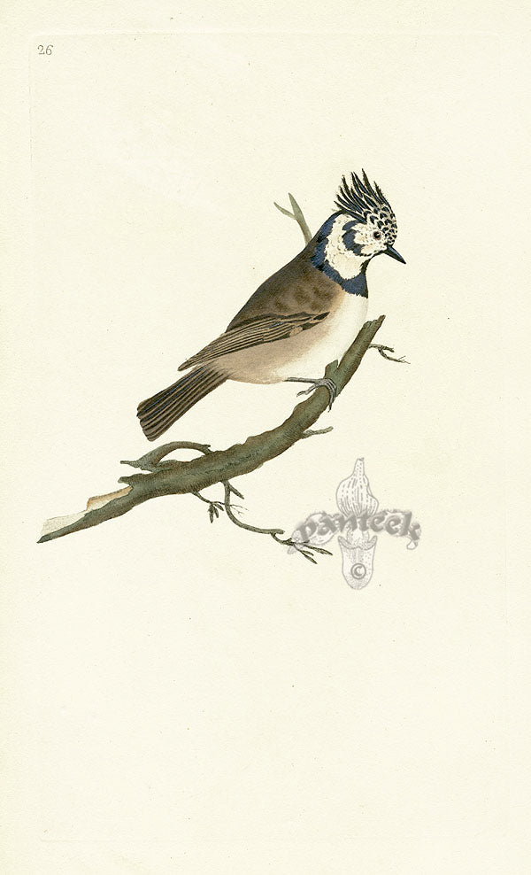 Donovan British Birds Original Crested Titmouse