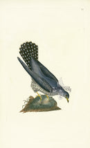 Donovan British Birds Original Cuckow - Panteek Antique Prints