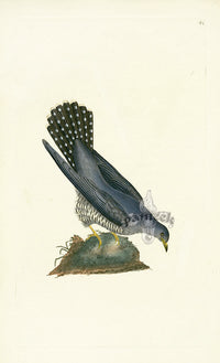 Donovan British Birds Original Cuckow - Panteek Antique Prints