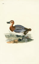 Donovan British Birds Original Duck - Panteek Antique Prints