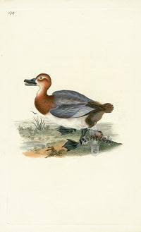 Donovan British Birds Original Duck - Panteek Antique Prints