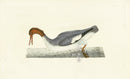 Donovan British Birds Original Dun Diver - Panteek Antique Prints